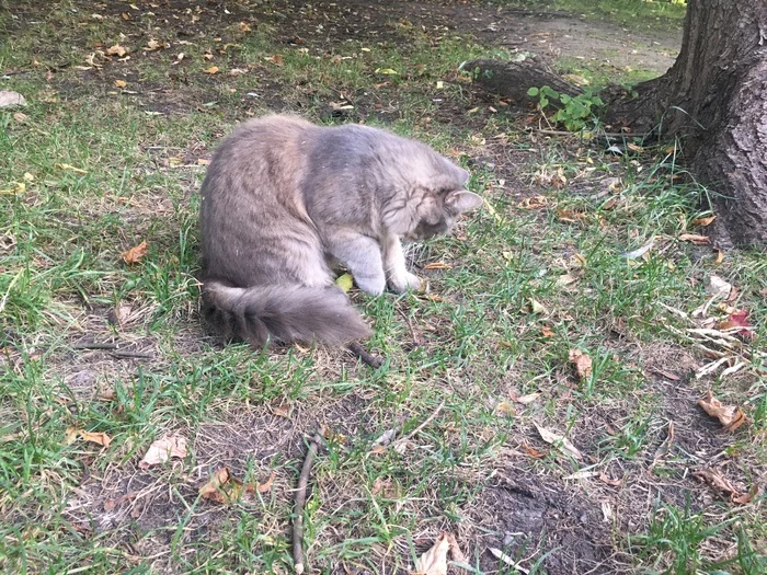 The cat may have gotten lost, Yuzhnoye-Tushino, near Skhodnenskaya metro station - My, No rating, Lost, cat, Moscow, Tushino, Skhodnenskaya