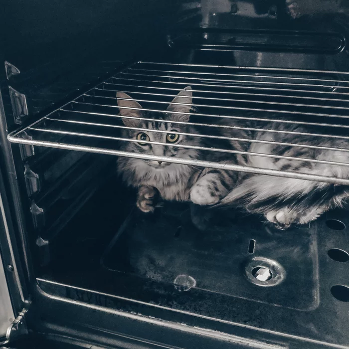 Cat in the oven - My, cat, Pets