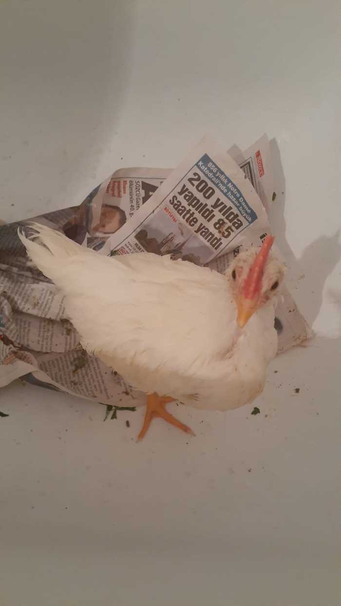 Как-то не ожидаемо