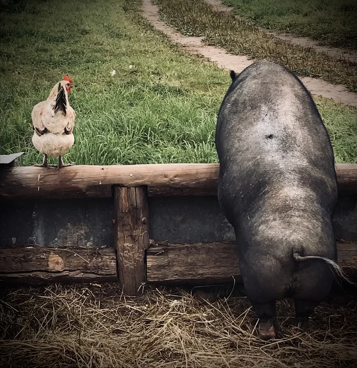 Farm - My, Pig, Hen, Farm, Humor