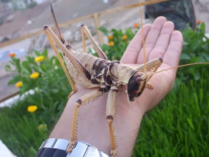 Grasshoppers: Harmless and kind? No matter how it is! Myths and truth about bloodthirsty grasshoppers - Grasshopper, Predator, Animals, Yandex Zen, Longpost, Entomology