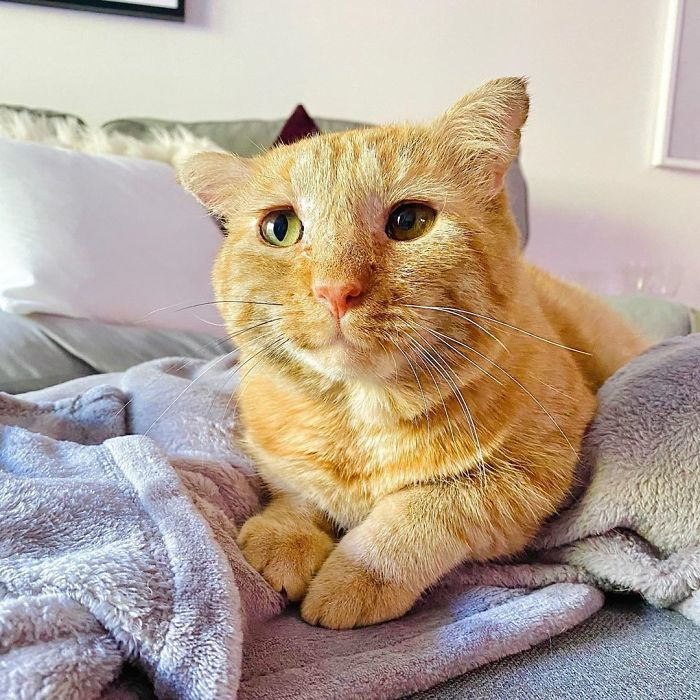 The story of Mister Willis - the most unfortunate cat who became happy - cat, Redheads, The rescue, Luck, Vertical video, Video, Longpost