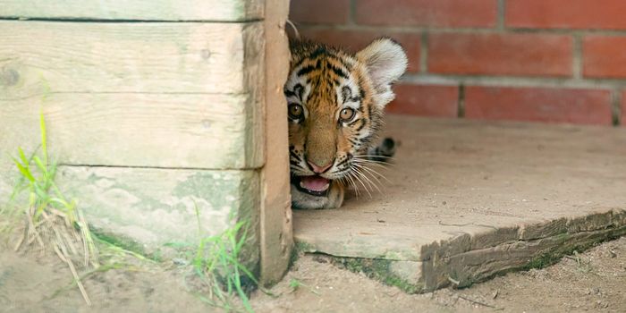 Four Amur tiger cubs were born at the Moscow Zoo - Animals, Amur tiger, Zoo, Tiger, Moscow Zoo, Moscow, Tiger cubs