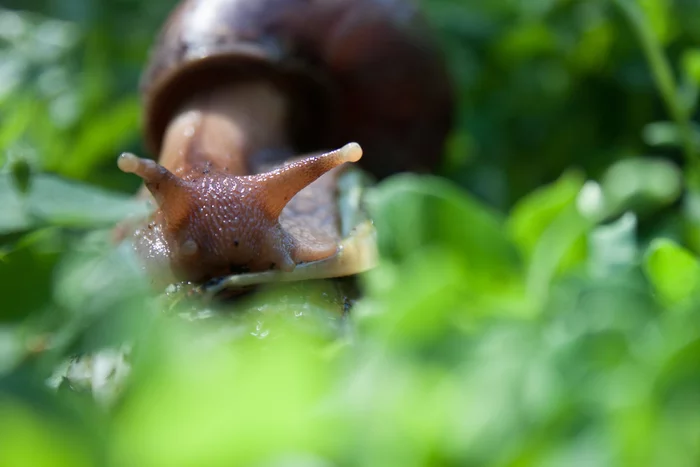 Macro photo of Achatina snail - My, Snail, The photo, Macro, Greenery, Longpost, Achatina, Canon, Macro photography