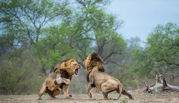 Duel - a lion, Big cats, Fight, Wild animals, Animals, Africa, The photo