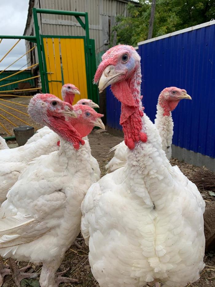 �� ������, ��� ����? � ���� �����?