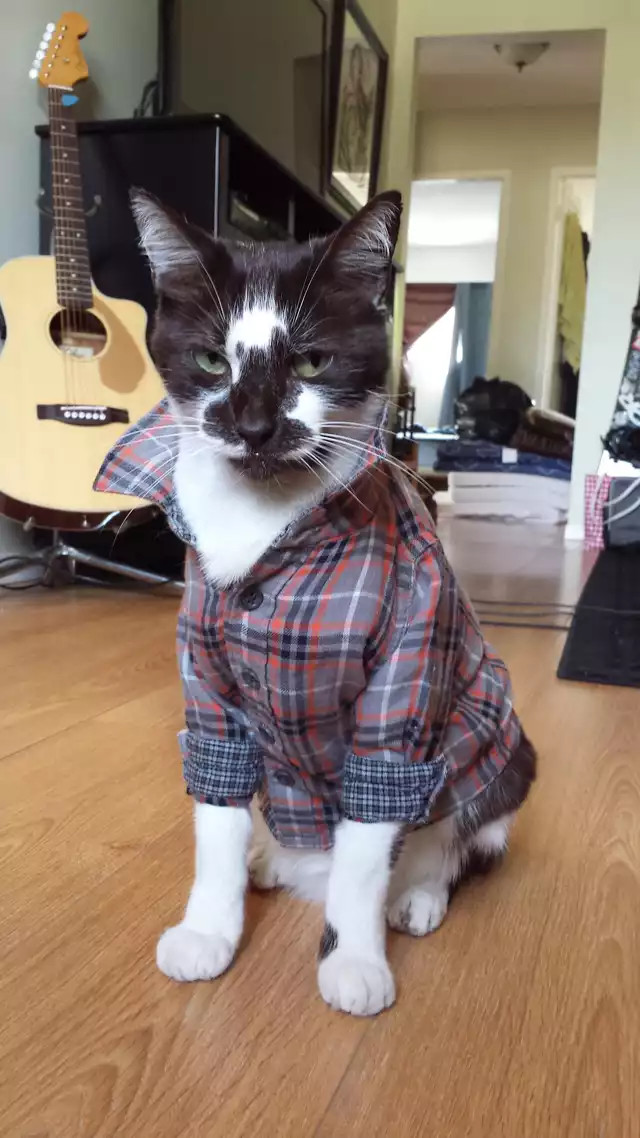 Воротничок для рубашки в виде котенка, обнимающего вашу шею