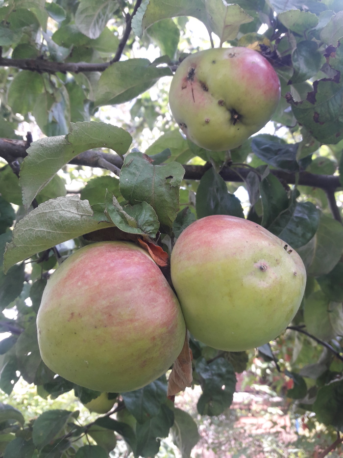 3 �������� - ���� ������ ��� ������� � ������������� �����