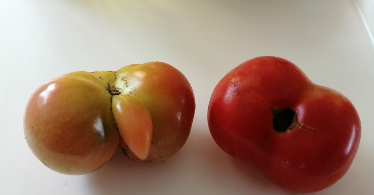Сорт томата женское счастье фото