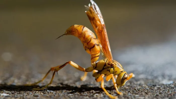 Executioner wasp: 1st place in the strength of its bite among insects? Unconfirmed data about a poison of incredible power - Longpost, Yandex Zen, Animals, Executioner, Killer, Wasp