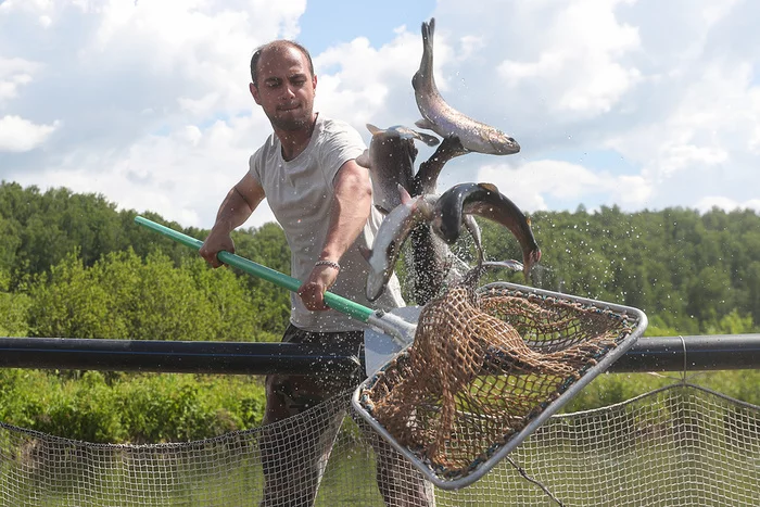 Water depletion and oxygen for trout: how one farm plans to supply the whole of Tatarstan with fish - My, Tatarstan, Entrepreneurship, Business, A fish, Longpost