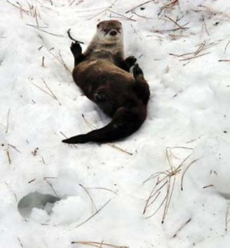 Slide! - Otter, Wild animals, North America, The national geographic, Longpost