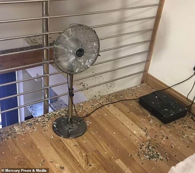 During the student's absence from the apartment due to quarantine, pigeons took up residence in his apartment - Pigeon, Quarantine, Longpost, Litter, London