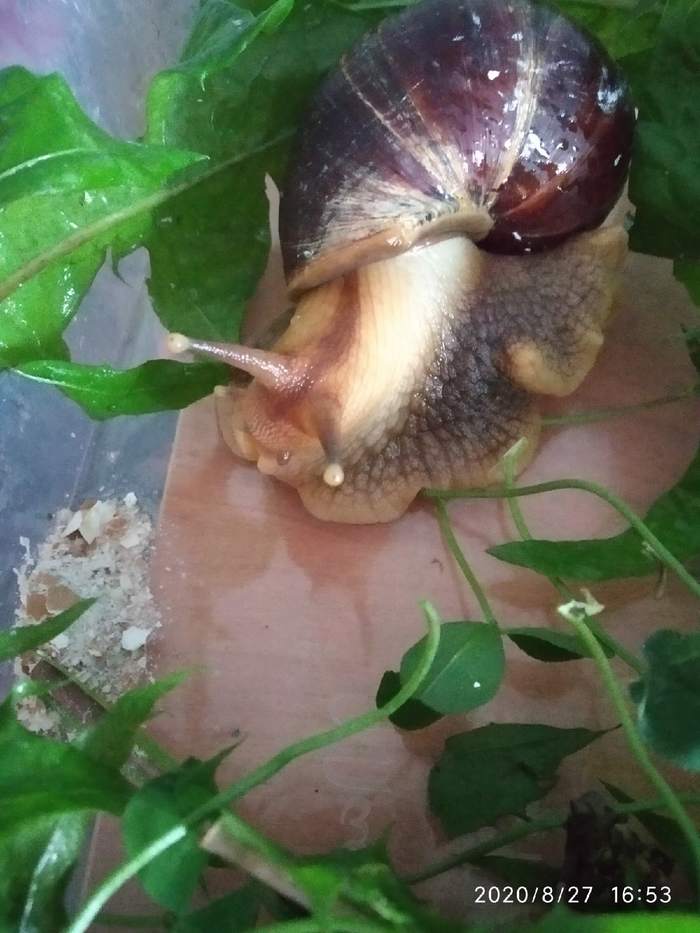 My little Geri!) - My, Achatina, Snail, Longpost