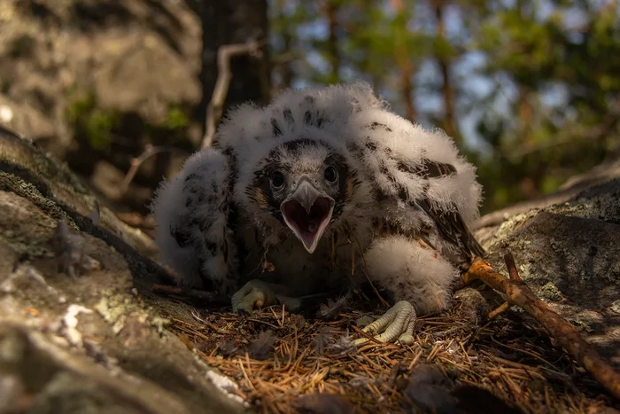 The peregrine falcon has been handsome since childhood! - Birds, Predator birds, Falcon, Peregrine falcon, Chick, Nest, Middle Ural, The photo, Longpost