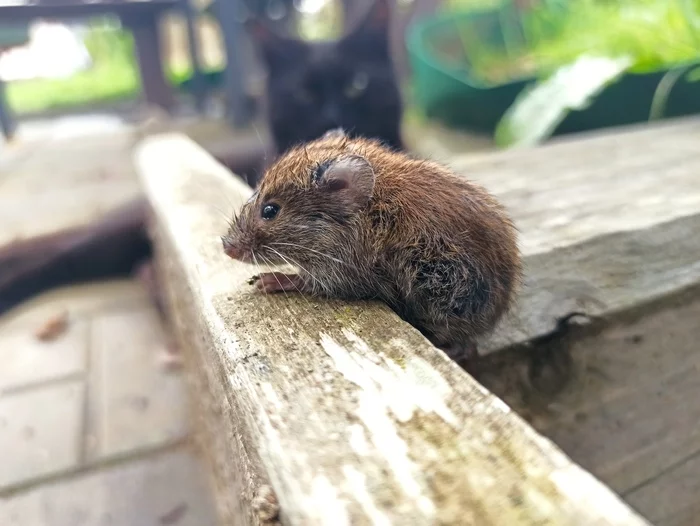 Cat and mouse - My, cat, Mouse, Mining