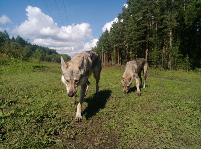 Wolfdog is a Satan dog with a sweet smile - My, Dog, Destruction, Life stories, Czechoslovak Vlcak