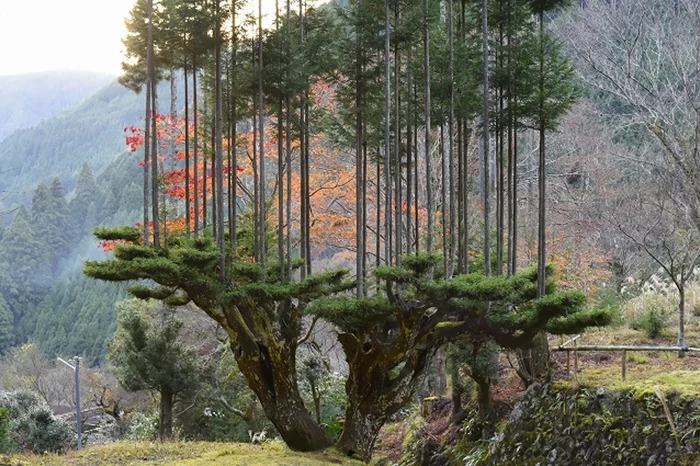 Древняя японская техника 14 века позволяет производить пиломатериалы без необходимости вырубать деревья Природа, Лес, Япония, Длиннопост