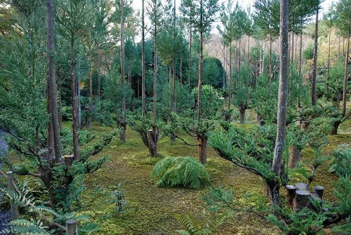 Древняя японская техника 14 века позволяет производить пиломатериалы без необходимости вырубать деревья Природа, Лес, Япония, Длиннопост
