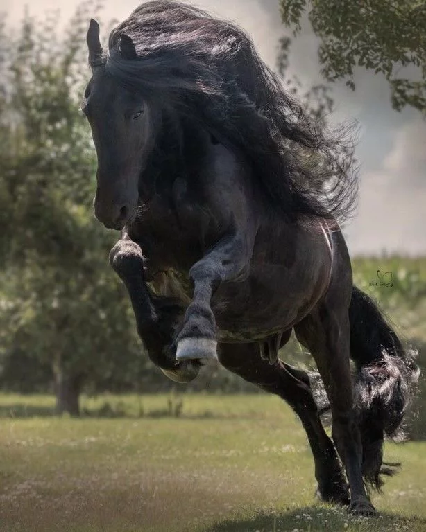 Poetry in motion - Horses, The photo, beauty, Power