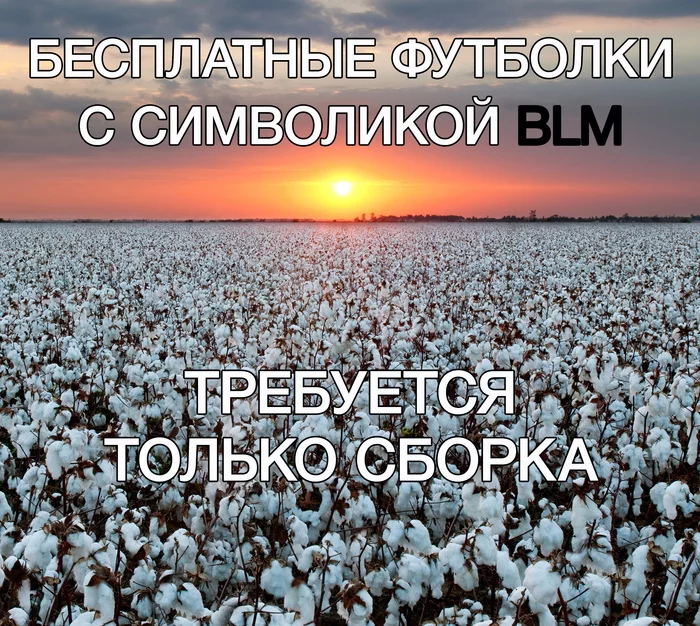 I just now suddenly thought that cotton bolls have the audacity to be white... - Black lives matter, Cotton, Harvesting, Slavery, Racism, T-shirt, Picture with text