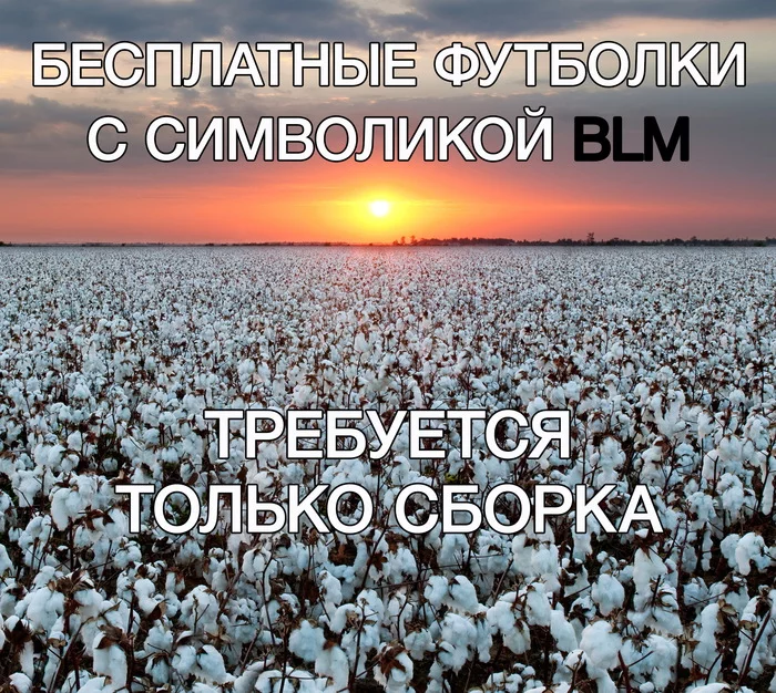 I just now suddenly thought that cotton bolls have the audacity to be white... - Black lives matter, Harvesting, Slavery, Racism, T-shirt, Picture with text, Cotton (fabrics and plant)