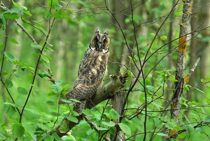 When she noticed the photographer) - Birds, Owl, Nature, Ornithology, Ornithology League, The national geographic, The photo