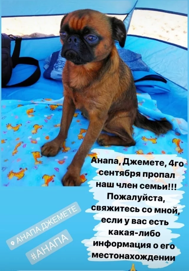 Lost dog, Anapa - My, Dzhemete, The dog is missing, Anapa, Novorossiysk, Dog, No rating, Lost