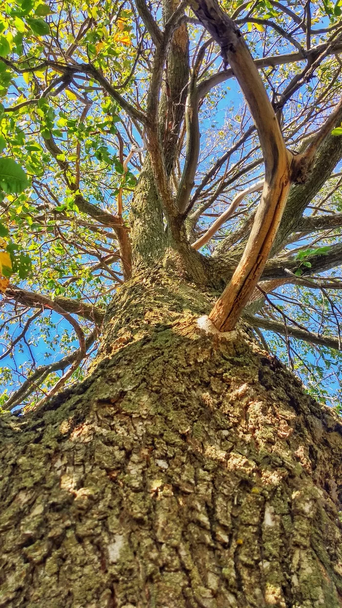 View from below - My, Tree, Mobile photography, Foreshortening