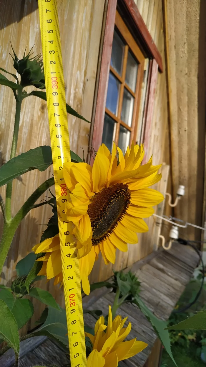 Giant sunflower - My, Sunflower, Dacha, Summer, Giants, Biology, Video, Longpost