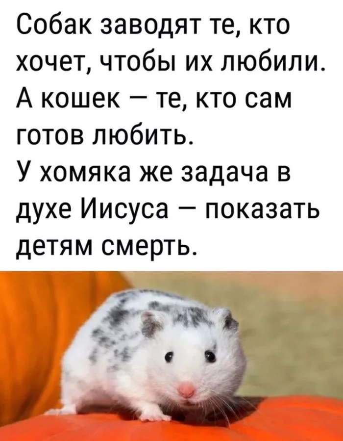 The true purpose of a hamster - Hamster, Humor, Picture with text