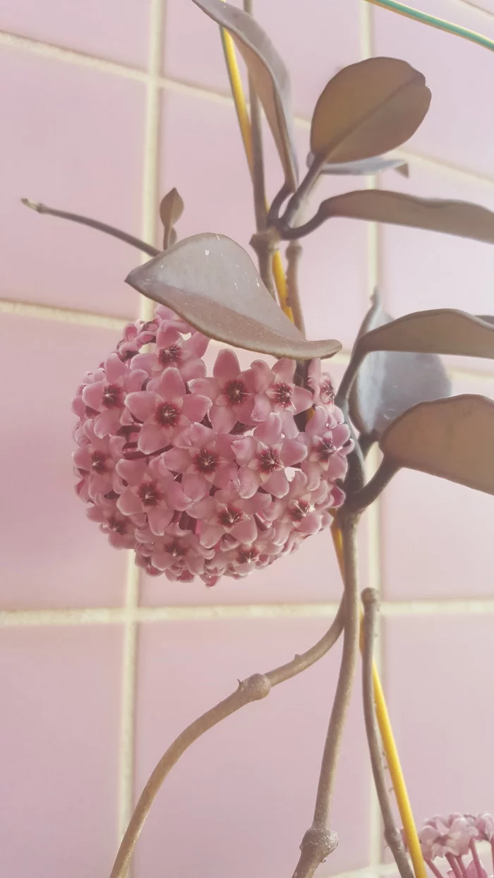 Plastic flowers or hoya carnosa bloom - My, Plants, Houseplants, Flowers, Botany, Birds, Nectar, Longpost