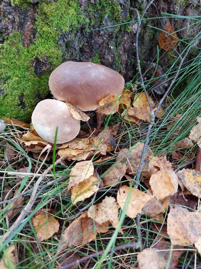 Last nice days - Mushrooms, Forest