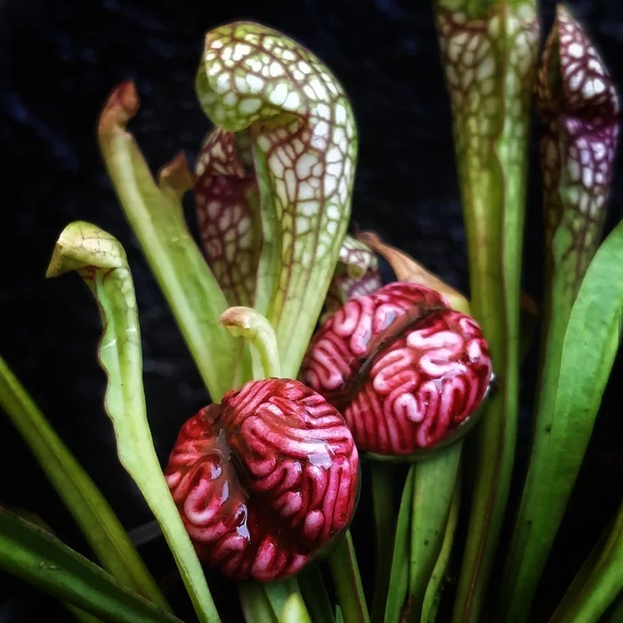 Creep earrings) - My, Pusets, Kripota, Teeth, Brain, Earrings, Jack Skellington, Carnivorous plants, Longpost