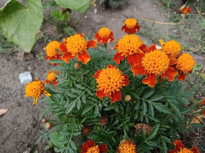 Tagetes erecta / Бархатцы