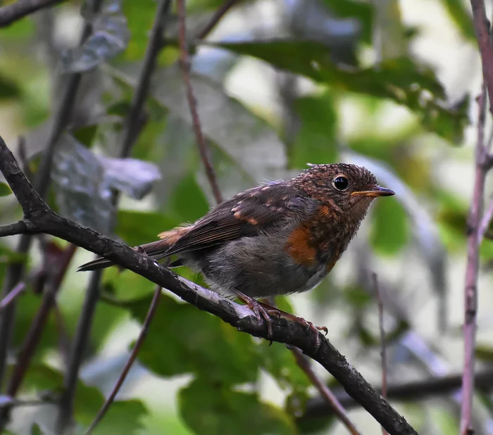 Various photos for 2018 - My, Ornithology, Birds, Nature, Schelkovo, Photo hunting, Hobby, Longpost