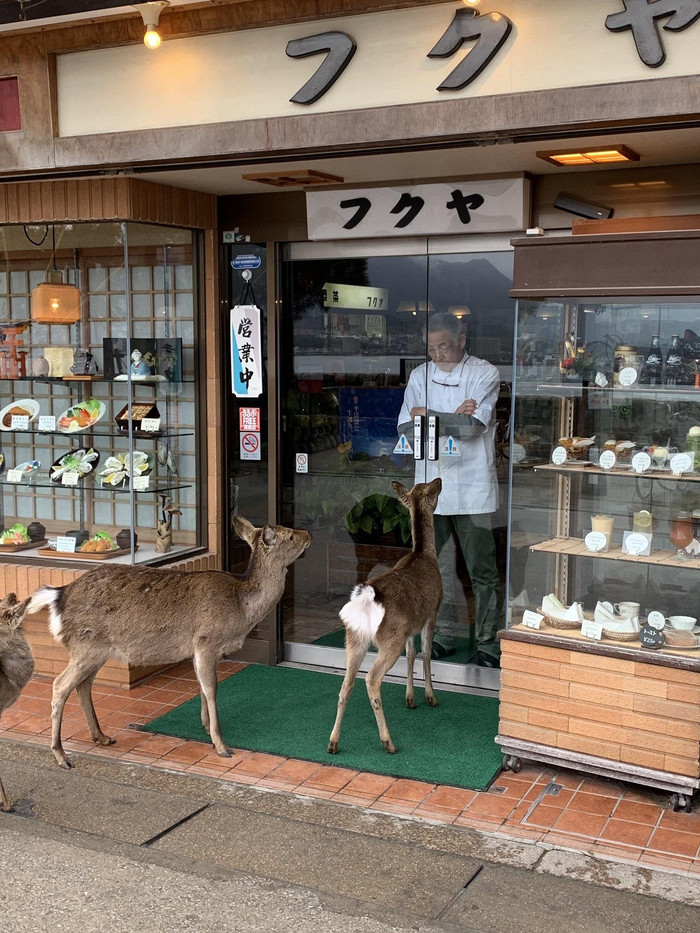Извините, закрыто Олени, Животные, Дикие животные, Ресторан, Закрыто, Фотография, Япония
