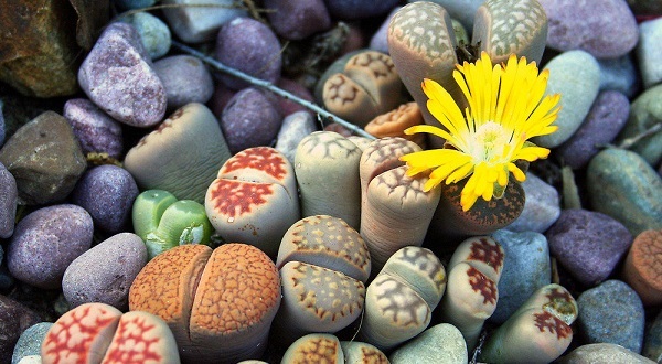 Lithops or living stones - Succulents, Lithops, Plants, Amazing, Longpost