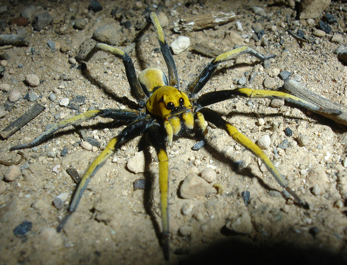 Lolth #25 , -, , 