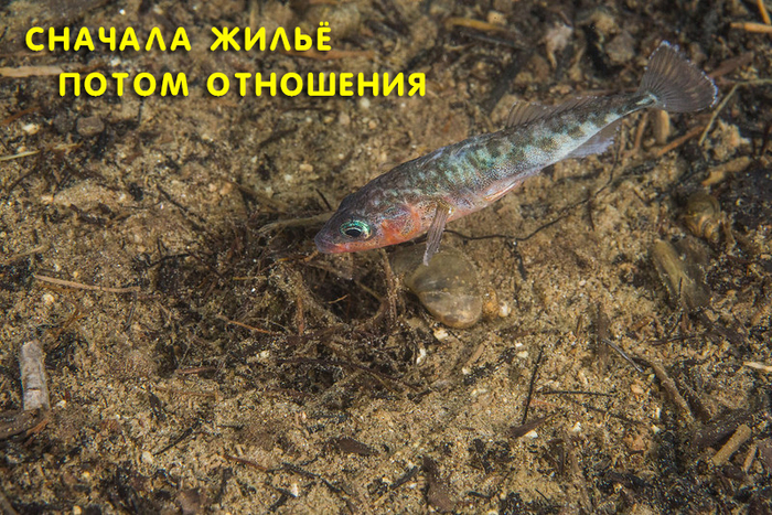 как понять какого пола рыба. Смотреть фото как понять какого пола рыба. Смотреть картинку как понять какого пола рыба. Картинка про как понять какого пола рыба. Фото как понять какого пола рыба