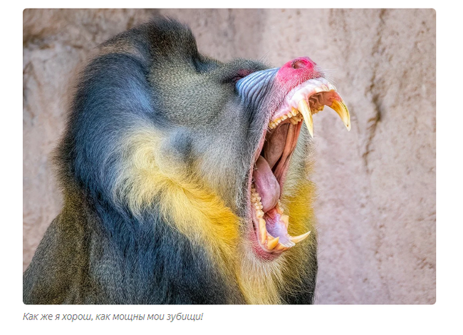 Mandrill: Fierce gopniks from the jungle. The Lion King's Monkey will no longer seem like a kindly sage - Mandrill, Animals, Yandex Zen, Longpost