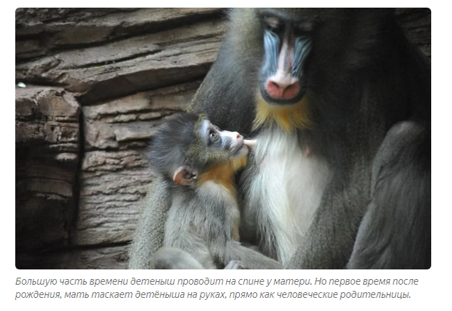 Mandrill: Fierce gopniks from the jungle. The Lion King's Monkey will no longer seem like a kindly sage - Mandrill, Animals, Yandex Zen, Longpost