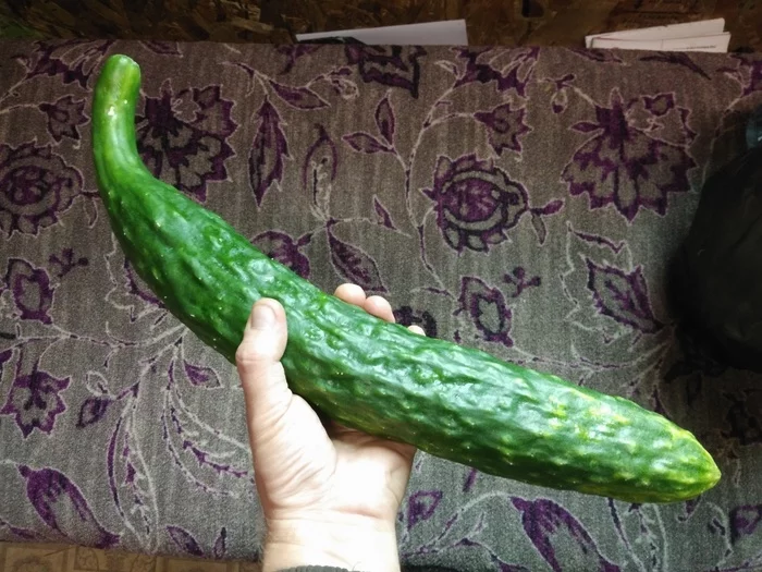 cucumber - My, Sakhalin, Garden, Harvesting, Cucumbers