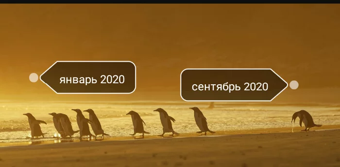 А ещё октябрь будет - Смешные животные, Первый пост, Пингвины, 2020, Картинка с текстом, Волна постов