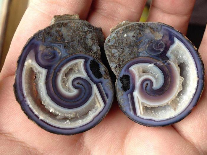 Crystal formed in a snail's house - Nature, Amazing, beauty of nature