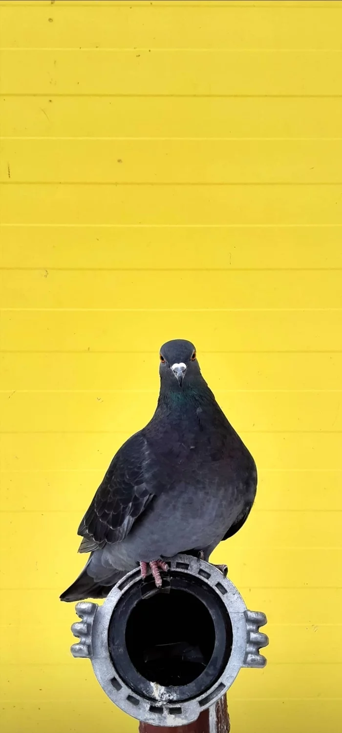 Kurlyk - My, The photo, Beginning photographer, Pigeon, Longpost