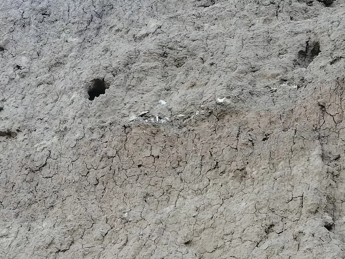 Skeleton in a cliff - My, Skeleton, The photo, Excavations