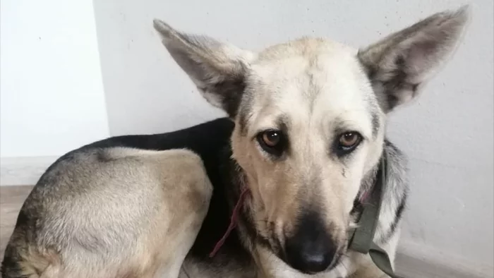 Volunteers reported rape of dogs at Astana Vetservice - Nur-Sultan, Volunteering, Incident, Dog, Bestiality, Animal abuse, Negative