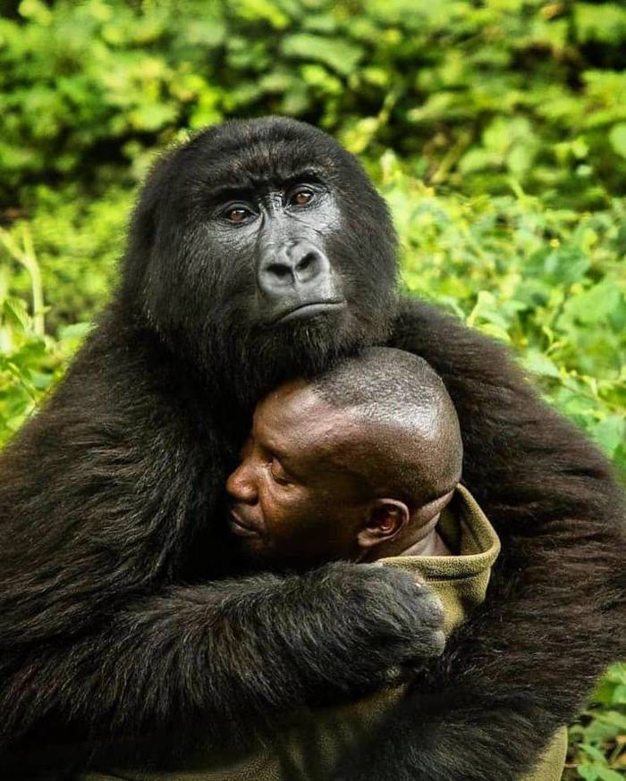 Give me a hug bro - Gorilla, Zoo, Custodian, Hugs, The photo, Monkey, Black people, Congo