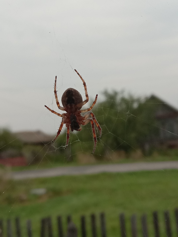 ��� �����